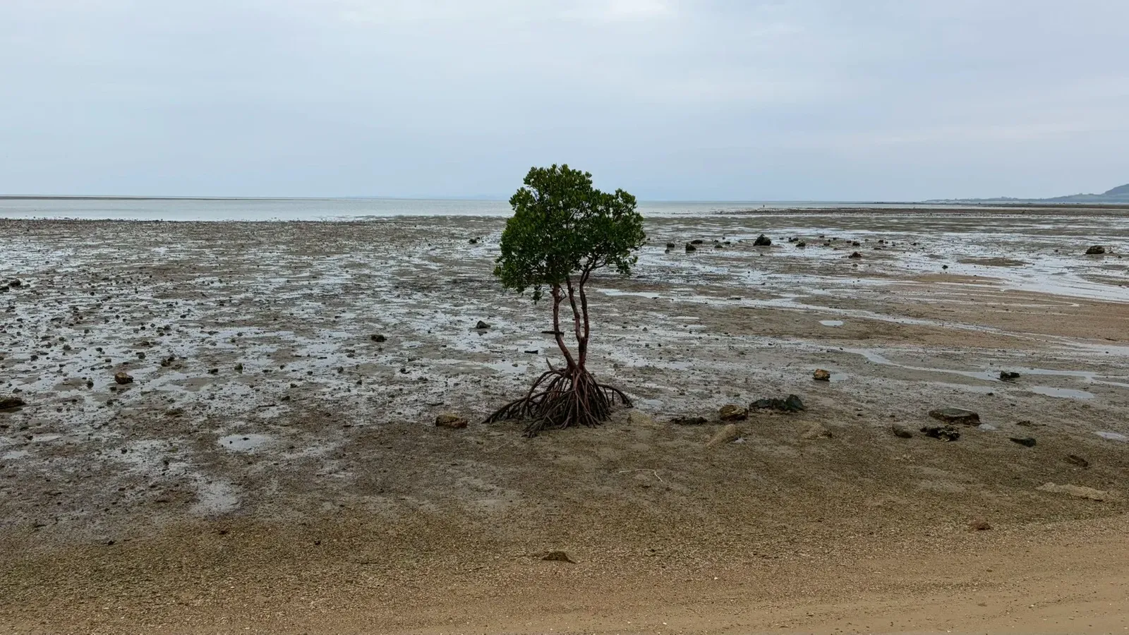 石垣島 名蔵湾の一本のマングローブ