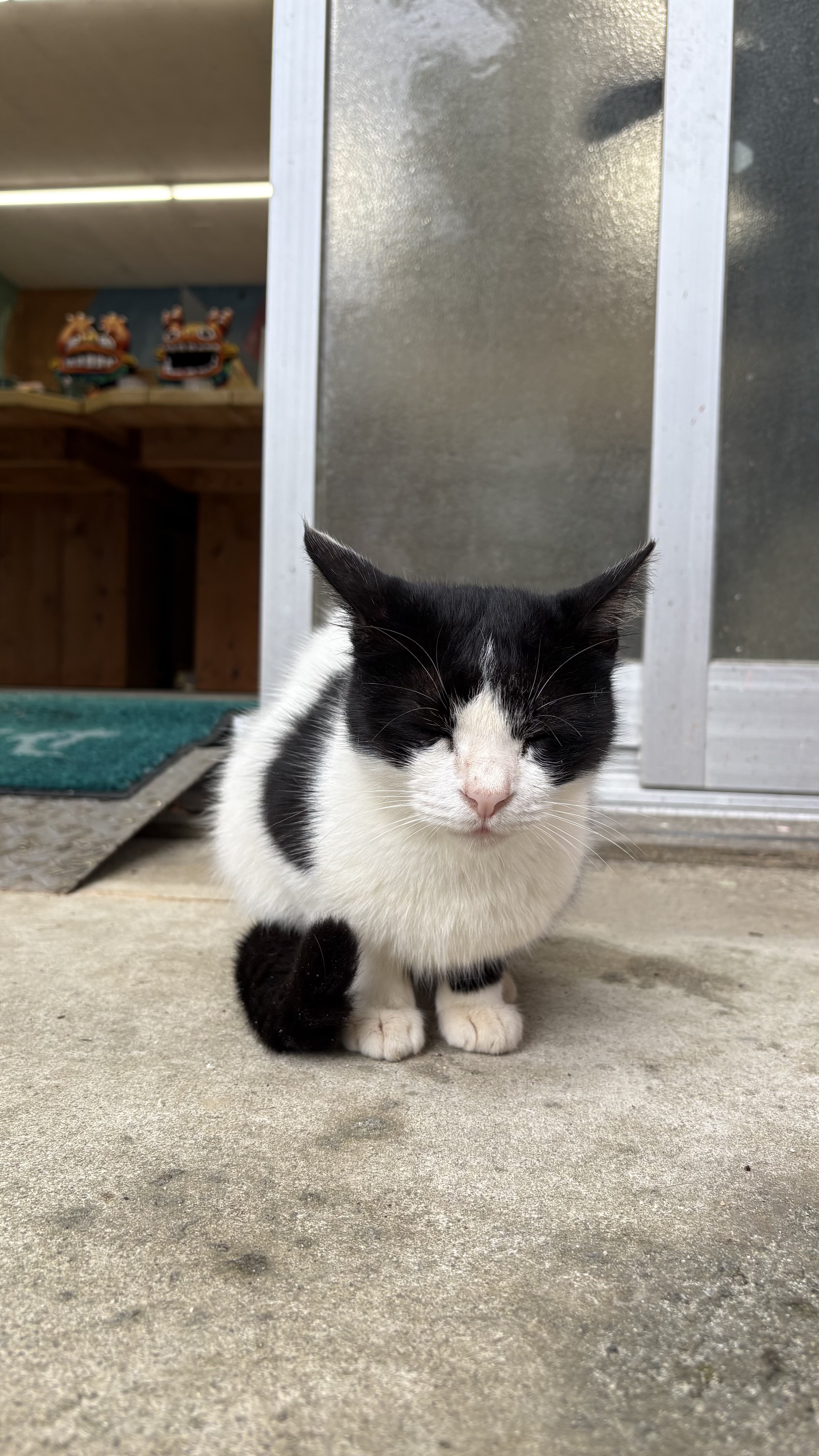 石垣島 米子焼シーサー農園の可愛い猫