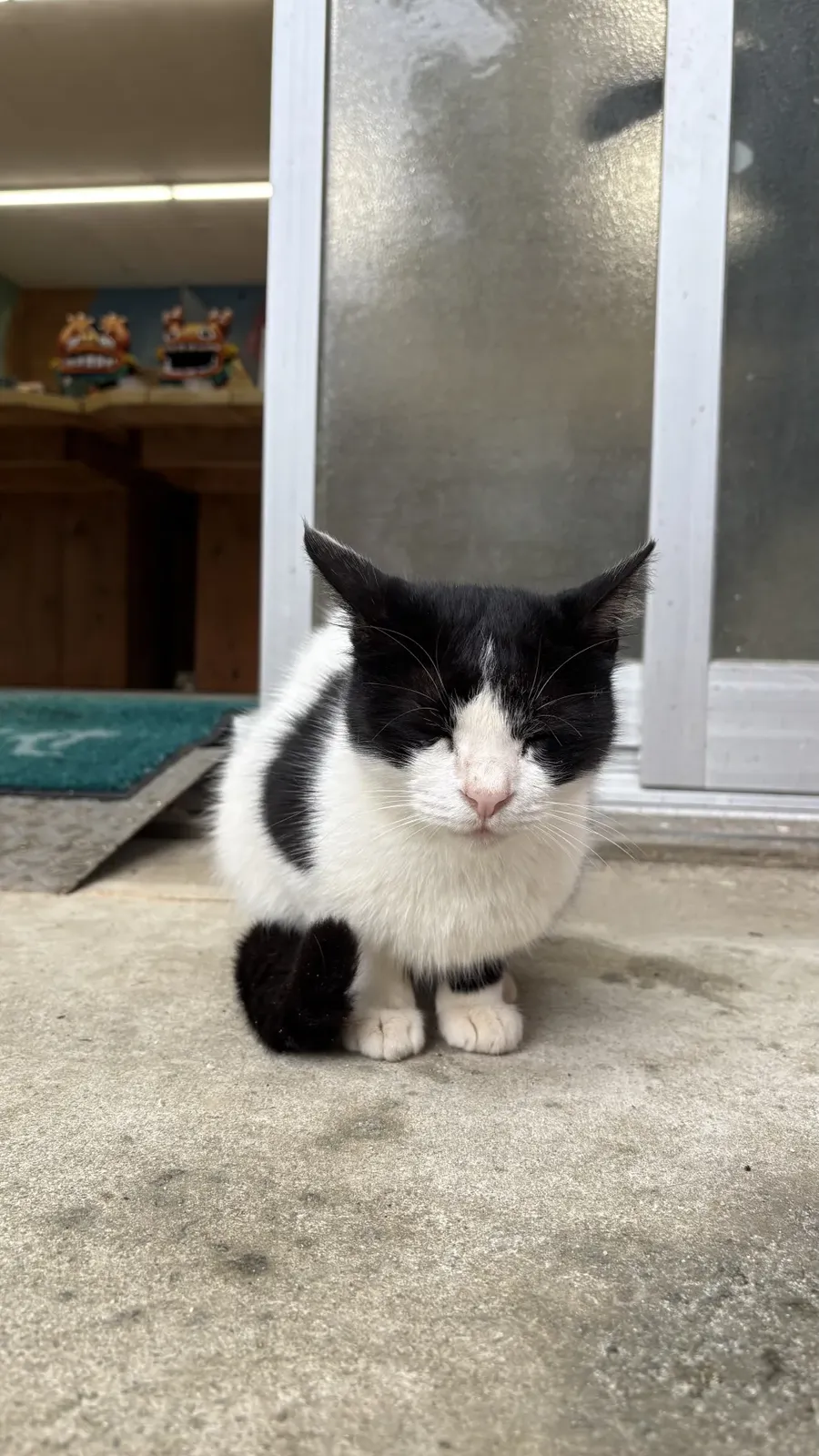 石垣島 米子焼シーサー農園の可愛い猫