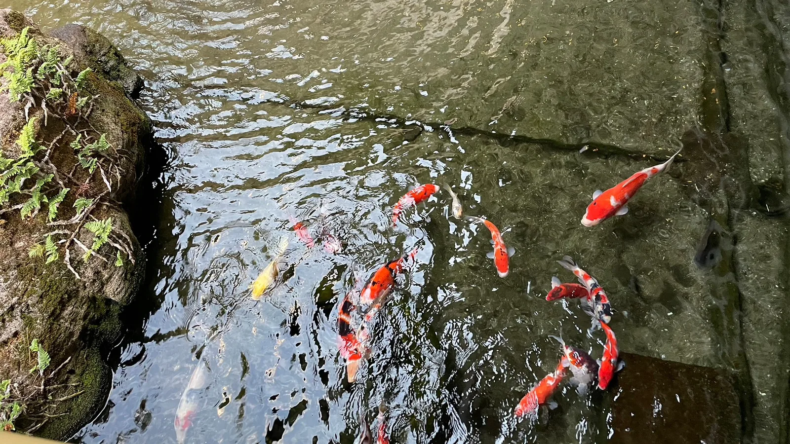 嵐の湯の休み処から眺める中庭の池と錦鯉